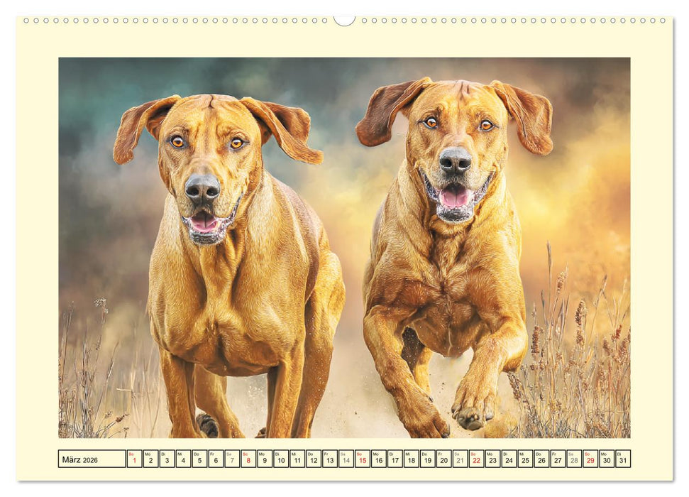 Rhodesian Ridgeback. Kraft und Sanftmut in vollkommener Balance (CALVENDO Premium Wandkalender 2026)