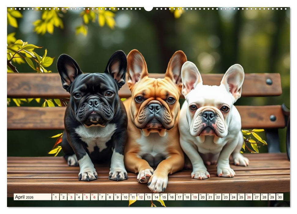 Frenchies in Spiellaune (CALVENDO Premium Wandkalender 2026)
