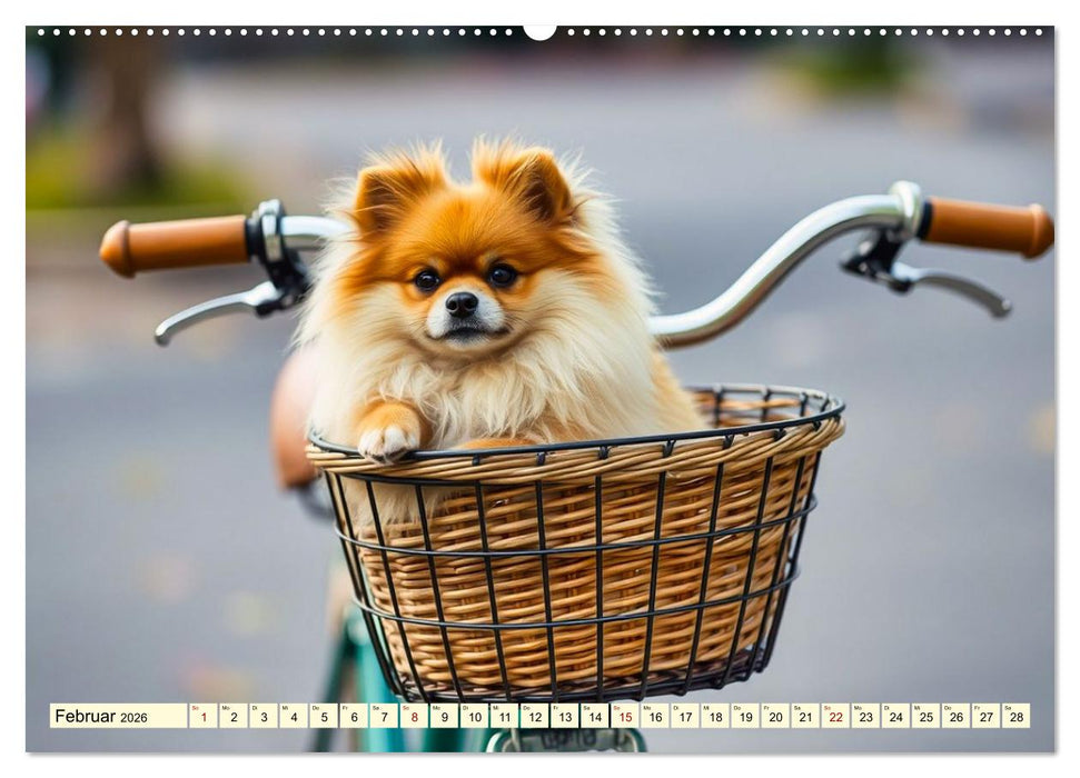 Tausendsassa - Pomeranian (CALVENDO Wandkalender 2026)