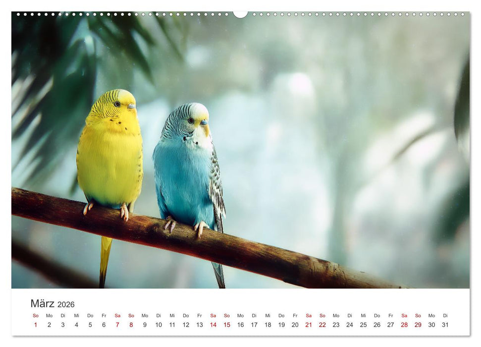 Zwitscherzeit - Ein Kalender voller Wellensittiche (CALVENDO Wandkalender 2026)