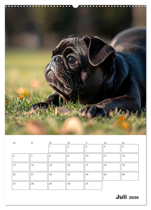 MOPS Pfotenglück in Faltenform (CALVENDO Premium Wandkalender 2026)