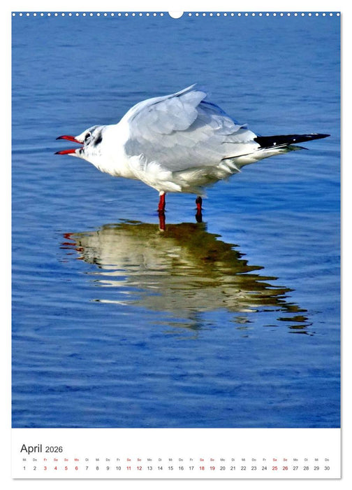 Ostseebad Heringsdorf (CALVENDO Premium Wandkalender 2026)