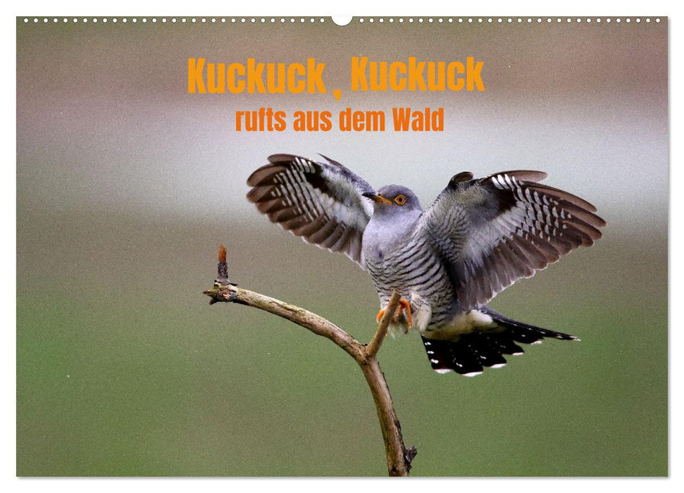 Kuckuck,Kuckuck,rufts aus dem Wald (CALVENDO Wandkalender 2026)