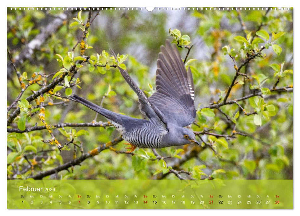 Kuckuck,Kuckuck,rufts aus dem Wald (CALVENDO Wandkalender 2026)