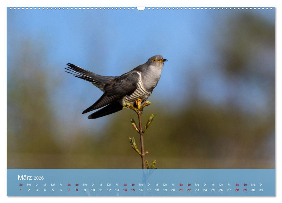 Kuckuck,Kuckuck,rufts aus dem Wald (CALVENDO Wandkalender 2026)