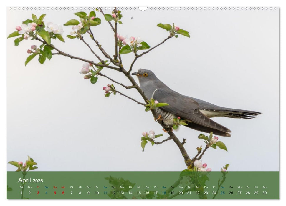 Kuckuck,Kuckuck,rufts aus dem Wald (CALVENDO Wandkalender 2026)