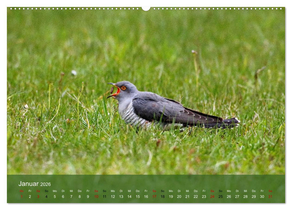 Kuckuck,Kuckuck,rufts aus dem Wald (CALVENDO Premium Wandkalender 2026)