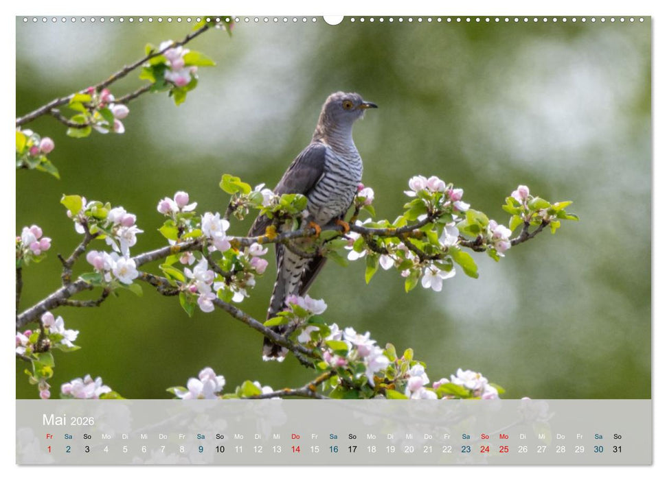 Kuckuck,Kuckuck,rufts aus dem Wald (CALVENDO Premium Wandkalender 2026)