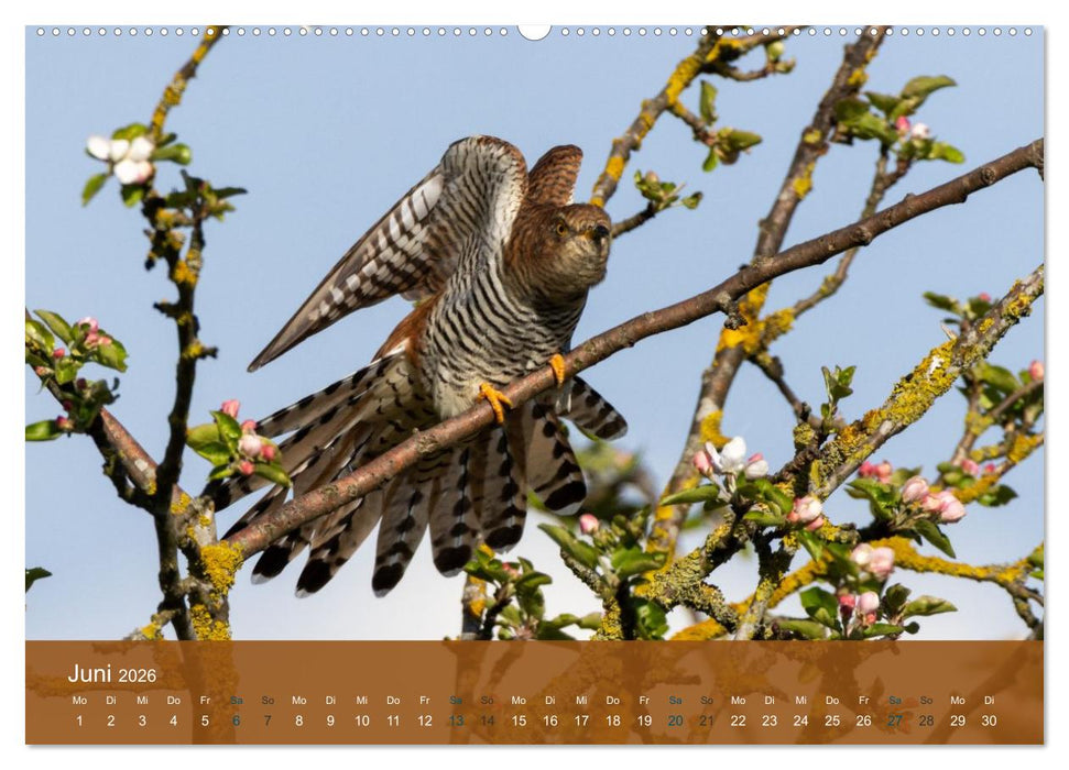 Kuckuck,Kuckuck,rufts aus dem Wald (CALVENDO Premium Wandkalender 2026)