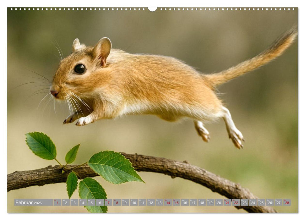 Maus im Haus - der Gerbil Kalender (CALVENDO Wandkalender 2026)