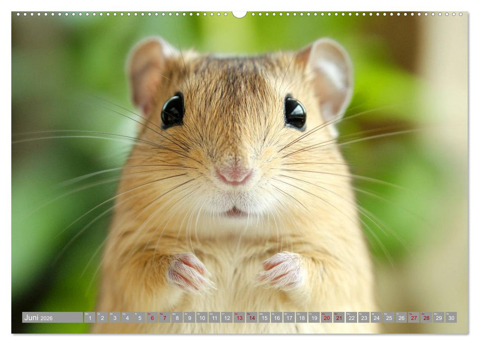 Maus im Haus - der Gerbil Kalender (CALVENDO Wandkalender 2026)