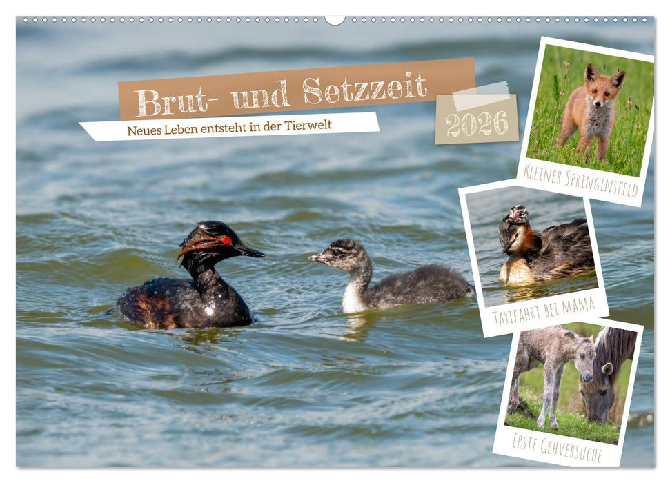 Brut- und Setzzeit. Neues Leben entsteht. (CALVENDO Wandkalender 2026)
