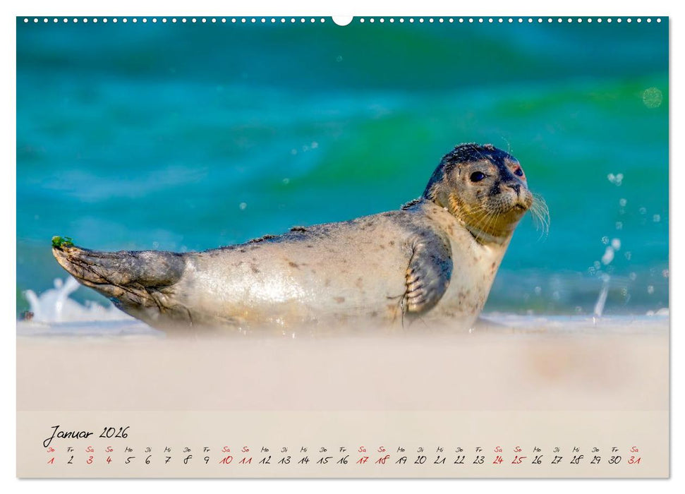 Brut- und Setzzeit. Neues Leben entsteht. (CALVENDO Wandkalender 2026)