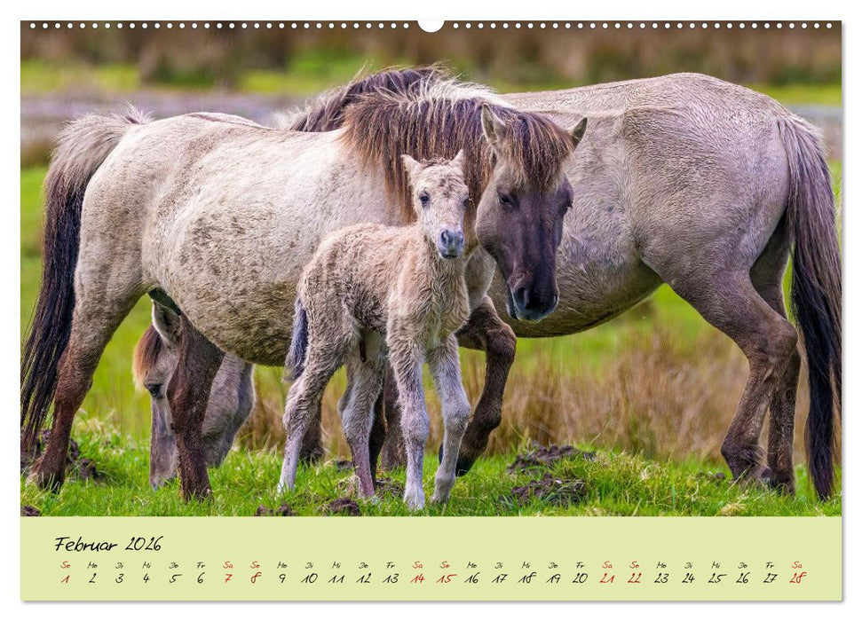 Brut- und Setzzeit. Neues Leben entsteht. (CALVENDO Wandkalender 2026)
