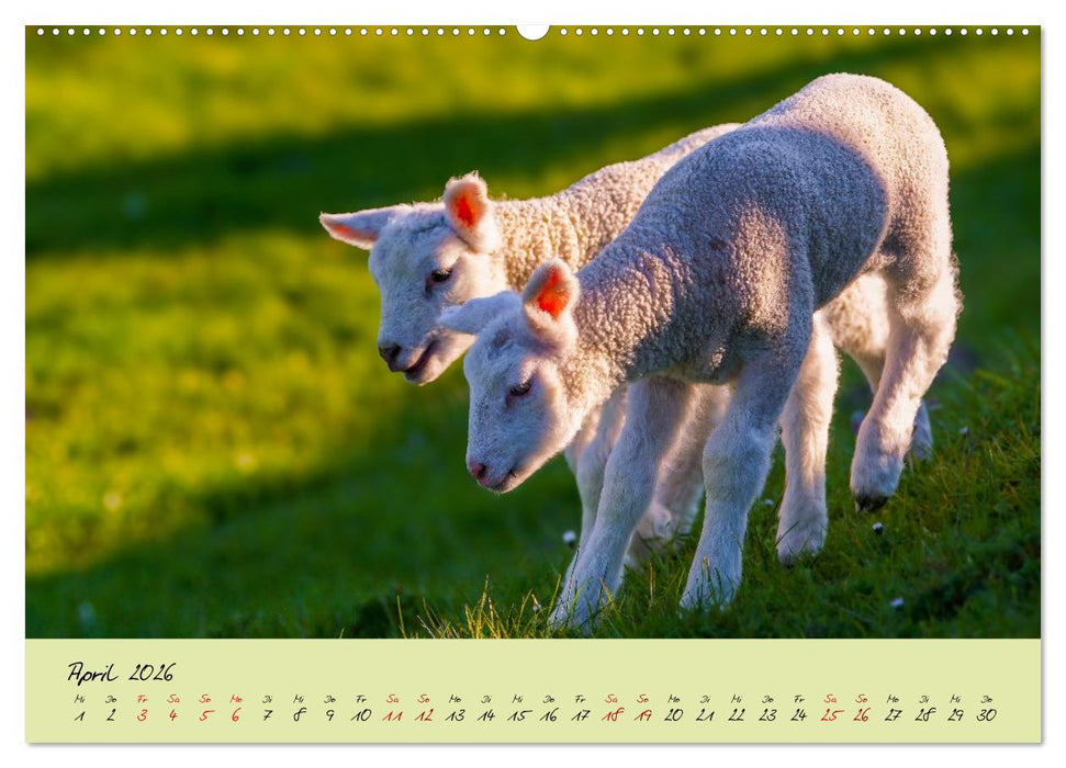 Brut- und Setzzeit. Neues Leben entsteht. (CALVENDO Wandkalender 2026)
