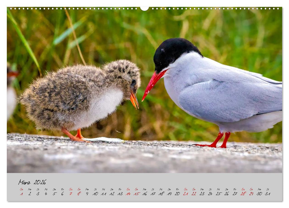 Brut- und Setzzeit. Neues Leben entsteht. (CALVENDO Premium Wandkalender 2026)