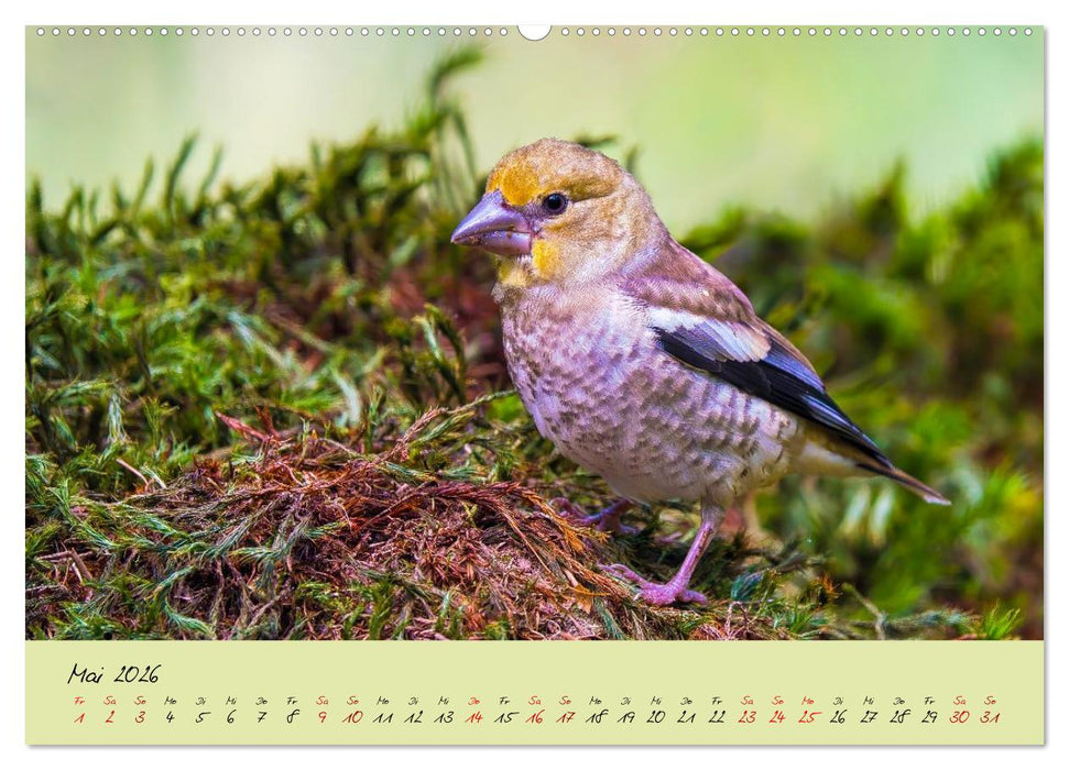 Brut- und Setzzeit. Neues Leben entsteht. (CALVENDO Premium Wandkalender 2026)