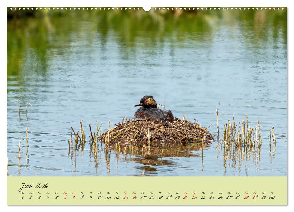 Brut- und Setzzeit. Neues Leben entsteht. (CALVENDO Premium Wandkalender 2026)