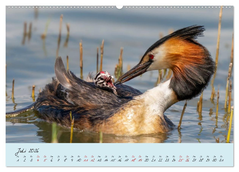 Brut- und Setzzeit. Neues Leben entsteht. (CALVENDO Premium Wandkalender 2026)