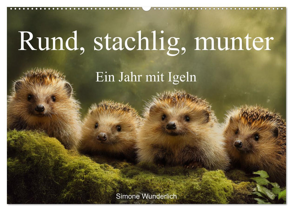 Rund, stachlig, munter - Ein Jahr mit Igeln (CALVENDO Wandkalender 2026)