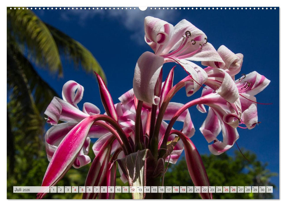 Inseln, Licht und Meer - die Seychellen (CALVENDO Premium Wandkalender 2026)