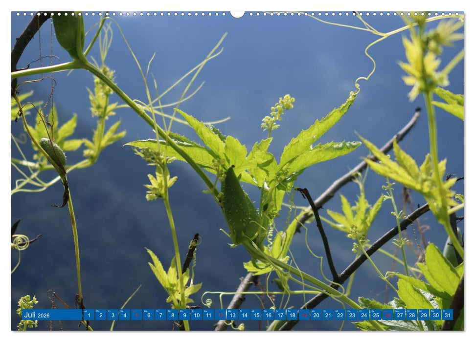 Kalender 2026 der Nepal Kinderhilfe e.V. (CALVENDO Premium Wandkalender 2026)