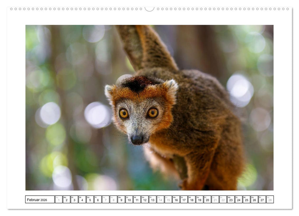Tierisch tolles Madagaskar - Chamäleons, Lemuren und mehr (CALVENDO Wandkalender 2026)