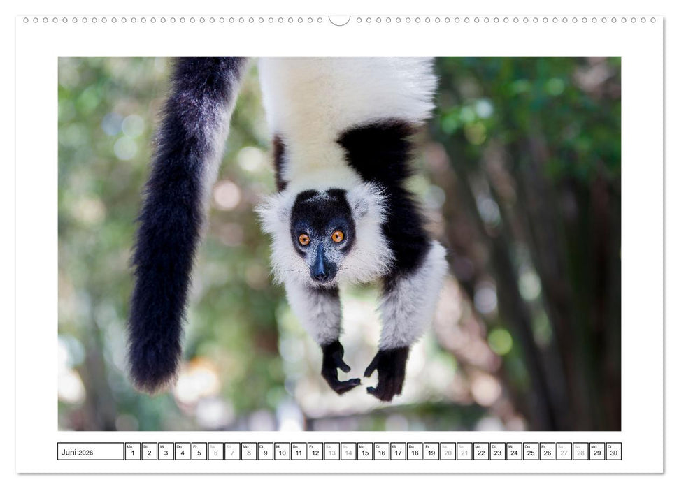 Tierisch tolles Madagaskar - Chamäleons, Lemuren und mehr (CALVENDO Wandkalender 2026)