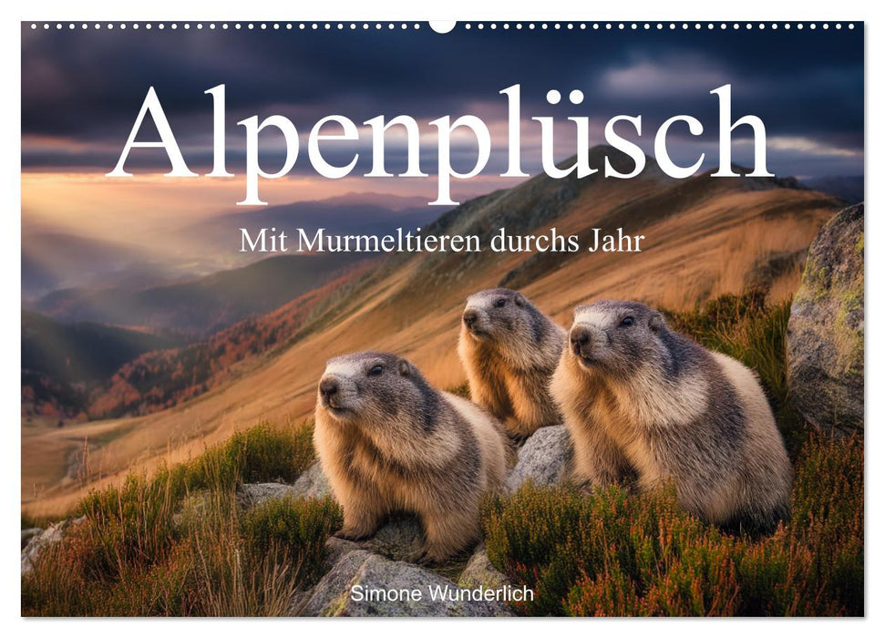 Alpenplüsch - Mit Murmeltieren durchs Jahr (CALVENDO Wandkalender 2026)