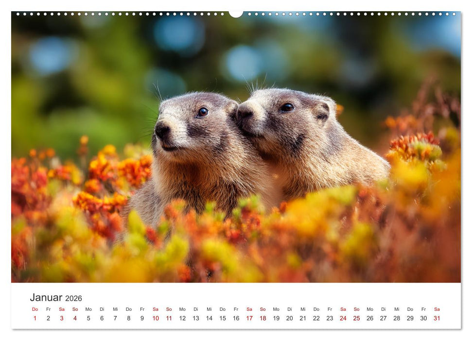 Alpenplüsch - Mit Murmeltieren durchs Jahr (CALVENDO Wandkalender 2026)