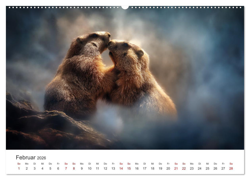 Alpenplüsch - Mit Murmeltieren durchs Jahr (CALVENDO Wandkalender 2026)