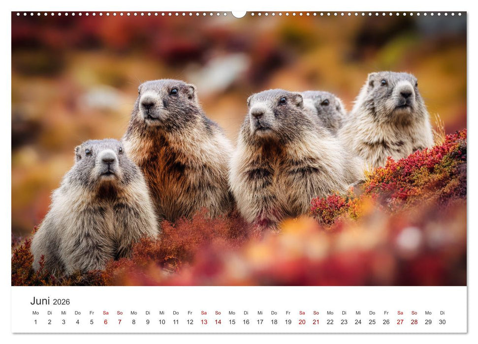 Alpenplüsch - Mit Murmeltieren durchs Jahr (CALVENDO Wandkalender 2026)