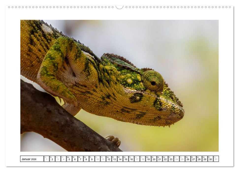 Tierisch tolles Madagaskar - Chamäleons, Lemuren und mehr (CALVENDO Premium Wandkalender 2026)