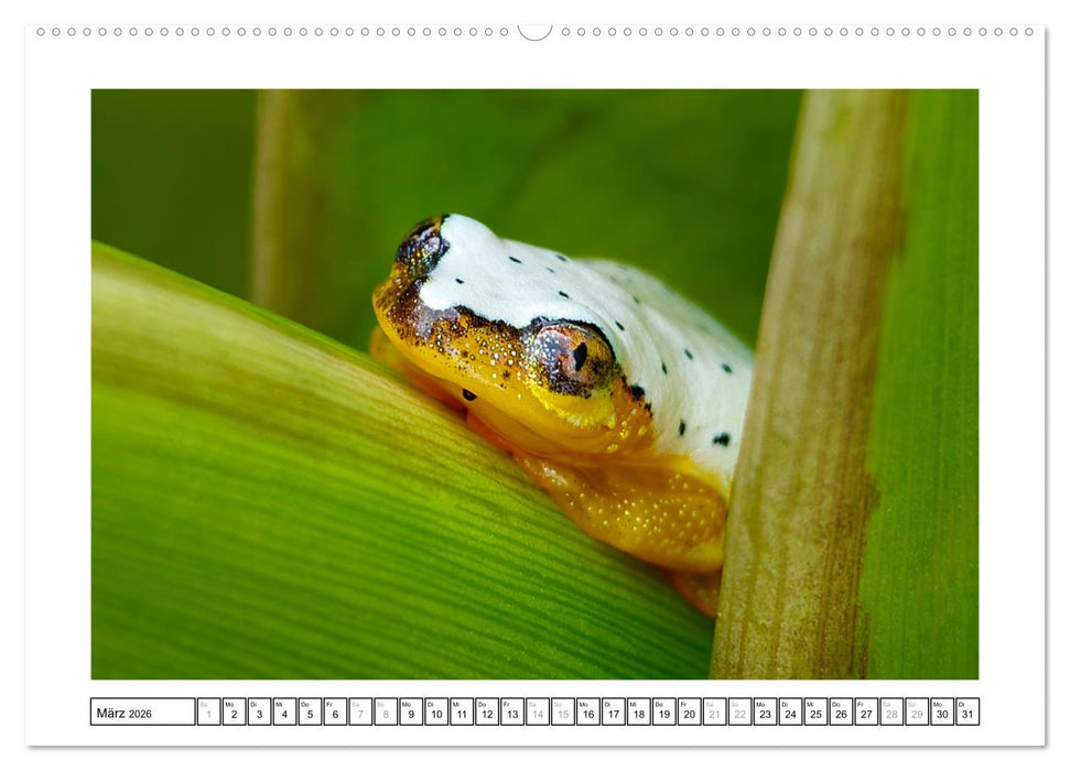 Tierisch tolles Madagaskar - Chamäleons, Lemuren und mehr (CALVENDO Premium Wandkalender 2026)