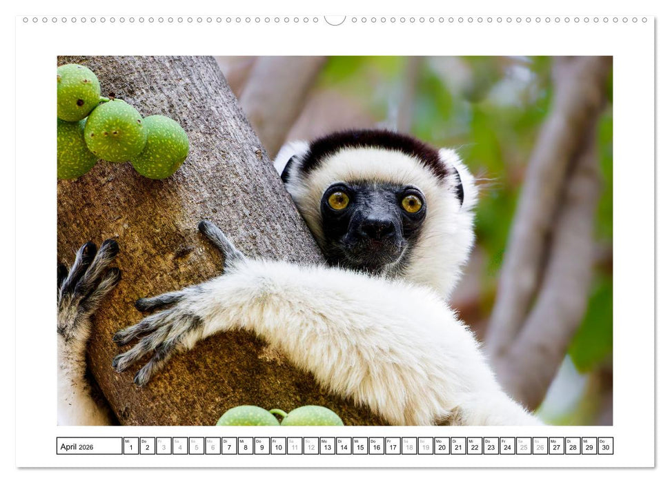 Tierisch tolles Madagaskar - Chamäleons, Lemuren und mehr (CALVENDO Premium Wandkalender 2026)