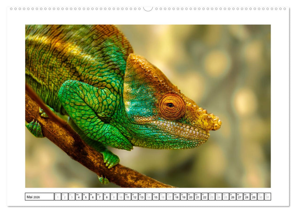 Tierisch tolles Madagaskar - Chamäleons, Lemuren und mehr (CALVENDO Premium Wandkalender 2026)