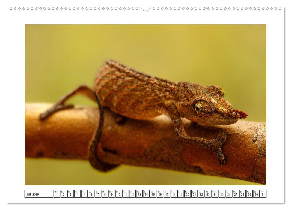 Tierisch tolles Madagaskar - Chamäleons, Lemuren und mehr (CALVENDO Premium Wandkalender 2026)