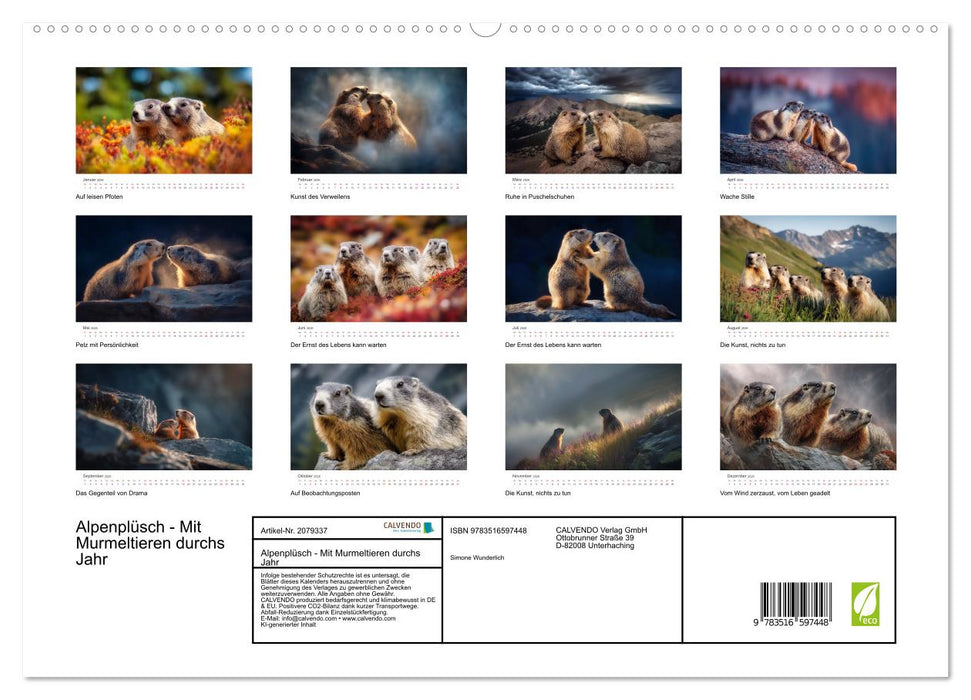 Alpenplüsch - Mit Murmeltieren durchs Jahr (CALVENDO Premium Wandkalender 2026)