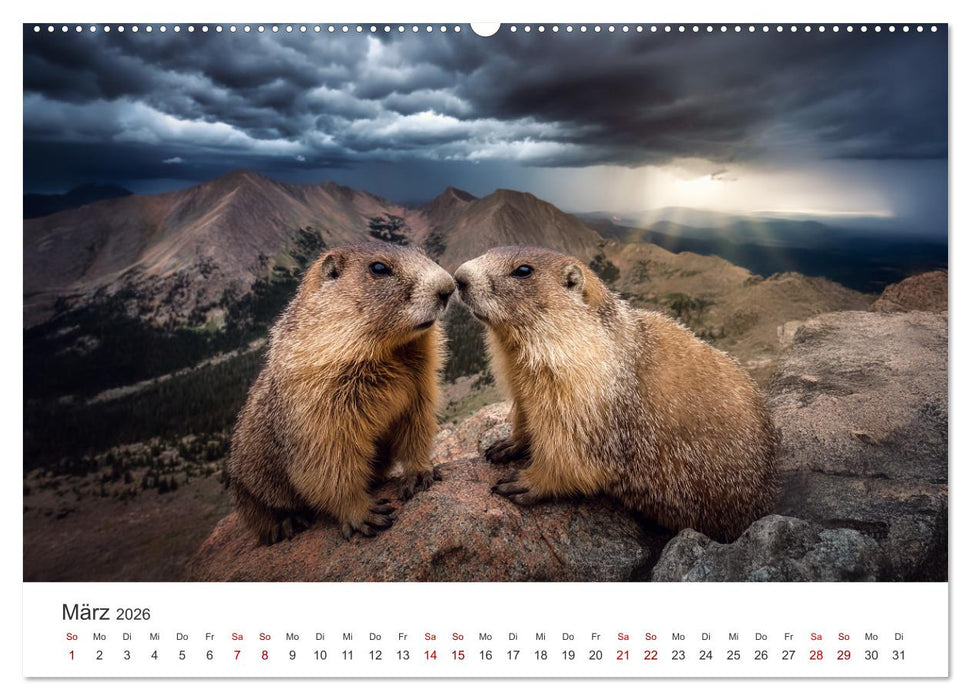 Alpenplüsch - Mit Murmeltieren durchs Jahr (CALVENDO Premium Wandkalender 2026)