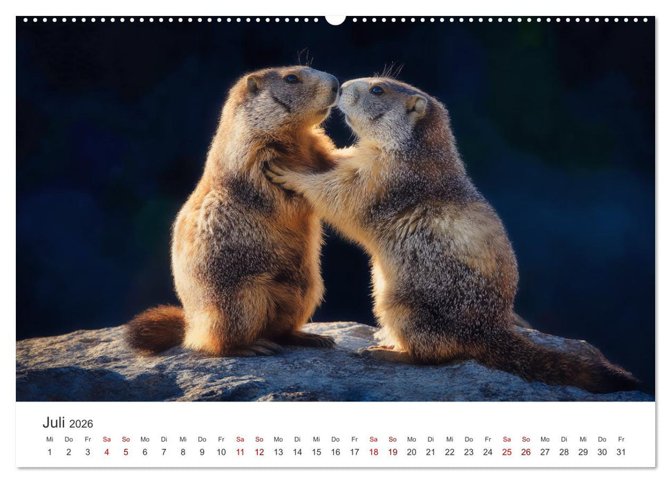 Alpenplüsch - Mit Murmeltieren durchs Jahr (CALVENDO Premium Wandkalender 2026)