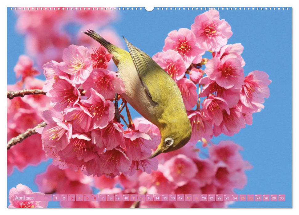 Meditationen im Zen-Garten (CALVENDO Wandkalender 2026)