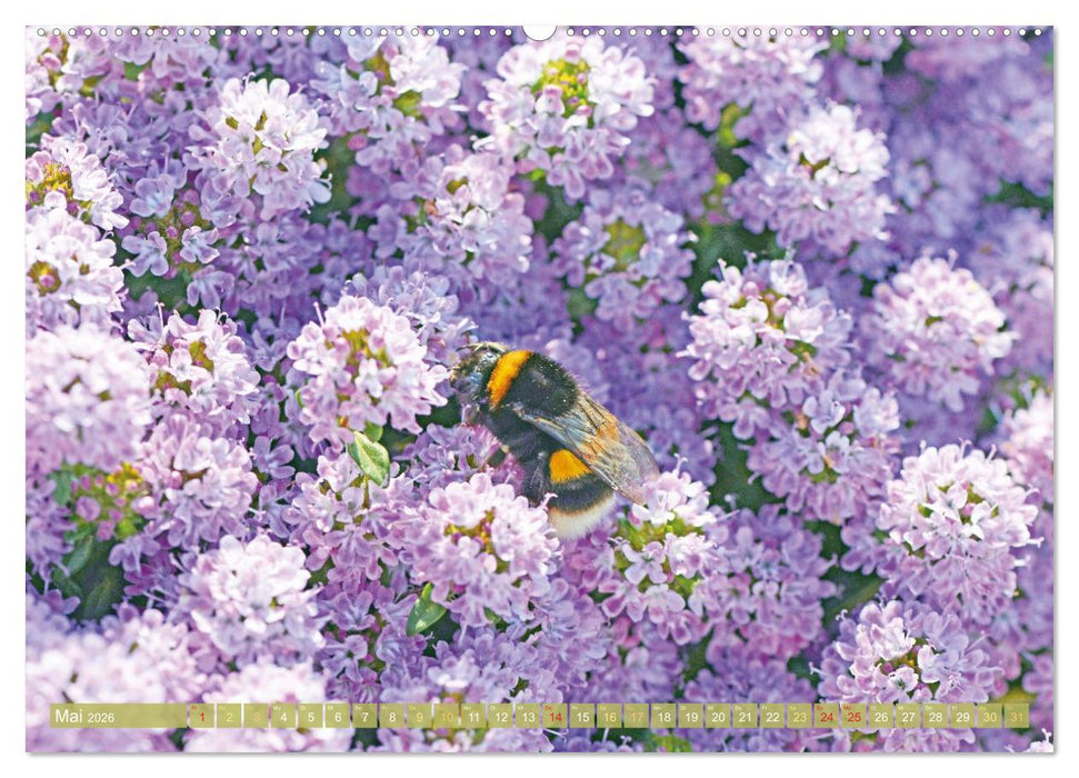 Blüten im Kräutergarten (CALVENDO Wandkalender 2026)