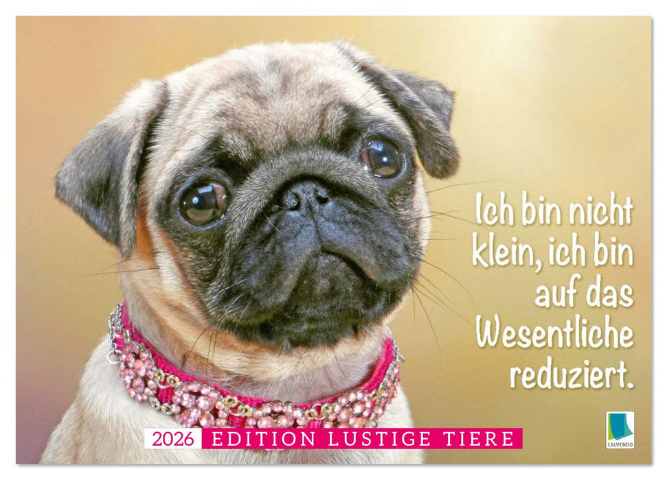 Der Mops: Nicht klein, sondern aufs Wesentliche reduziert. (CALVENDO Wandkalender 2026)