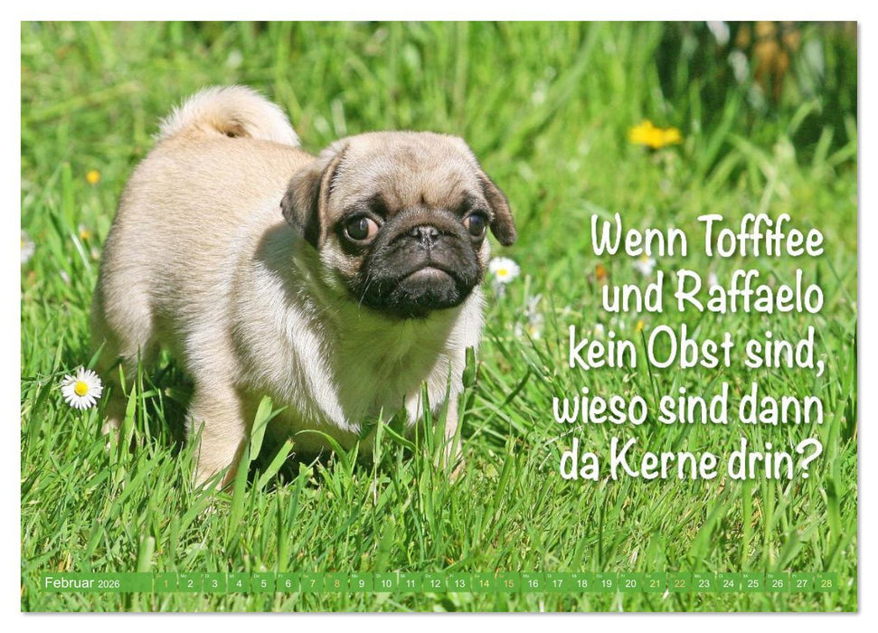 Der Mops: Nicht klein, sondern aufs Wesentliche reduziert. (CALVENDO Wandkalender 2026)