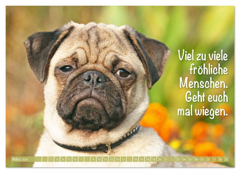 Der Mops: Nicht klein, sondern aufs Wesentliche reduziert. (CALVENDO Wandkalender 2026)