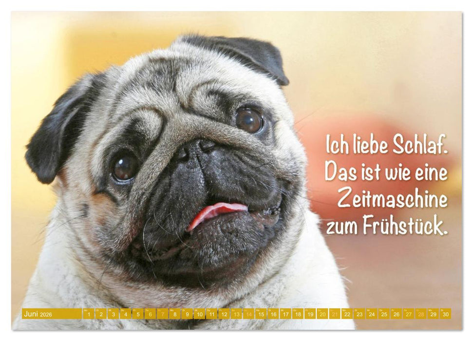 Der Mops: Nicht klein, sondern aufs Wesentliche reduziert. (CALVENDO Wandkalender 2026)