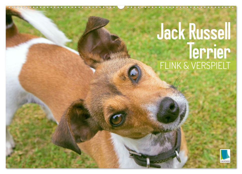 Jack Russell Terrier: flink und verspielt (CALVENDO Wandkalender 2026)