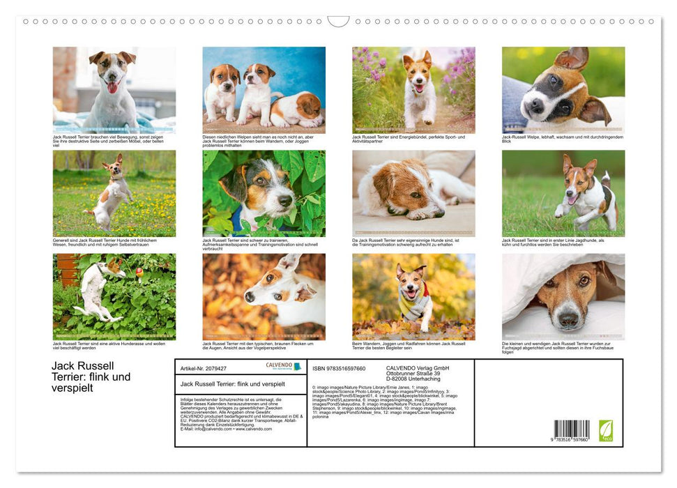 Jack Russell Terrier: flink und verspielt (CALVENDO Wandkalender 2026)