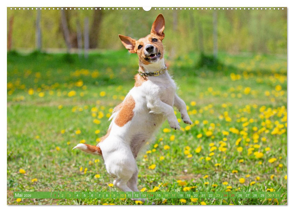 Jack Russell Terrier: flink und verspielt (CALVENDO Wandkalender 2026)