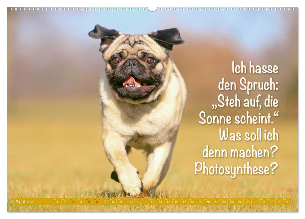 Der Mops: Nicht klein, sondern aufs Wesentliche reduziert. (CALVENDO Premium Wandkalender 2026)